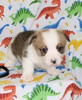 BODIE, a male Pembroke Welsh Corgi for sale in Bells, TX – Photo 2 of 4