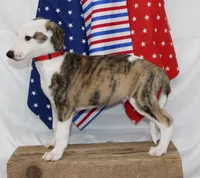 ZORY-AKC, a male Whippet for sale in Bells, TX – 10 of 10