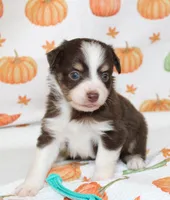 TOY AUSSIE WINNIE LOU-ASDR, a male Toy Australian Shepherd for sale in Bells, TX – 4 of 5