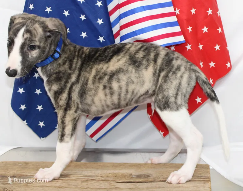 JORY-AKC – Whippet puppy for sale in Bells, TX