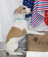 GRAHAM-WHIPPET AKC, a male Whippet for sale in Bells, TX – 3 of 10