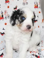 JESSIE JAMES-MINI AUSSIEDOODLE, a male Miniature Aussiedoodle for sale in Bells, TX – 3 of 7