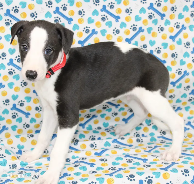 SPARKY-WHIPPET AKC – Whippet puppy for sale in Bells, TX