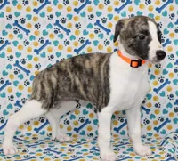 GRACIE-AKC, a female Whippet for sale in Bells, TX – 2 of 5