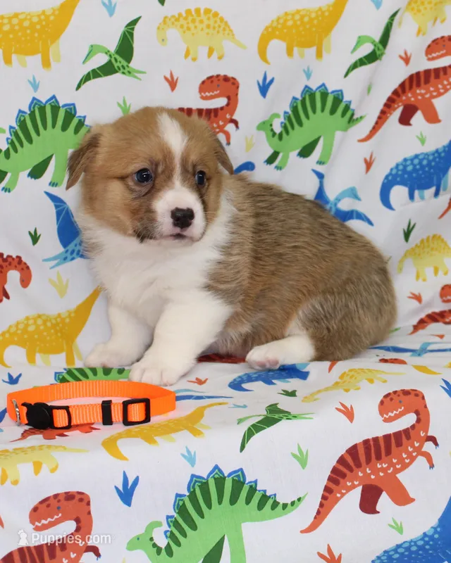HONEY – Pembroke Welsh Corgi puppy for sale in Bells, TX