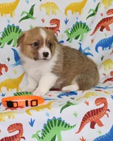 HONEY, a female Pembroke Welsh Corgi for sale in Bells, TX – Photo 1 of 5