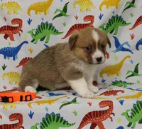 HONEY, a female Pembroke Welsh Corgi for sale in Bells, TX – Photo 5 of 5