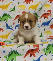 HONEY, a female Pembroke Welsh Corgi for sale in Bells, TX – Photo 4 of 5