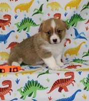HONEY, a female Pembroke Welsh Corgi for sale in Bells, TX – Photo 2 of 5
