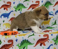 HONEY, a female Pembroke Welsh Corgi for sale in Bells, TX – Photo 3 of 5