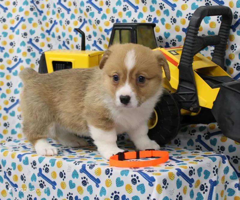 HONEY – Pembroke Welsh Corgi puppy for sale in Bells, TX