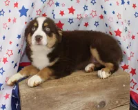 WILDER-ASDR  BLUE EYES, a male Miniature Australian Shepherd for sale in Bells, TX – 5 of 9