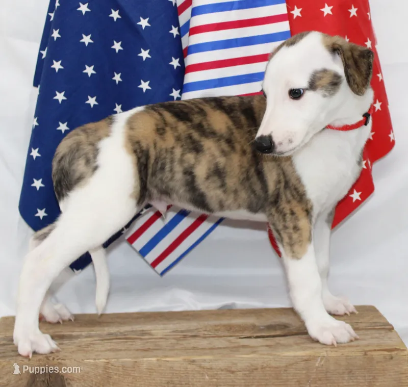 ZORY-AKC – Whippet puppy for sale in Bells, TX