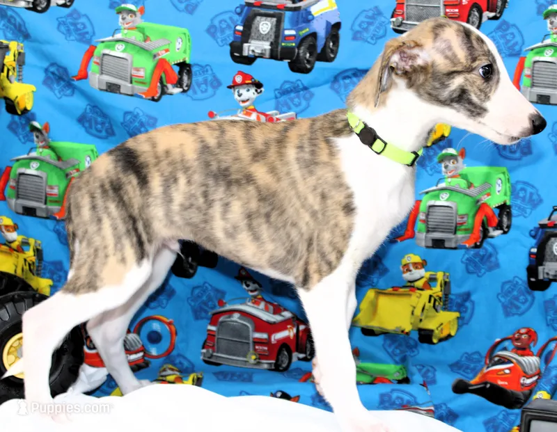 ZUKE-AKC – Whippet puppy for sale in Bells, TX
