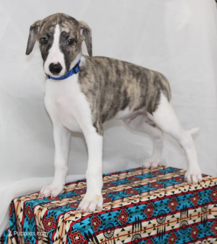 CHASE-AKC – Whippet puppy for sale in Bells, TX