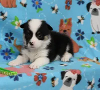 MERICA, a female Pembroke Welsh Corgi for sale in Bells, TX – 2 of 5