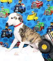 ZORY-AKC, a male Whippet for sale in Bells, TX – 3 of 10