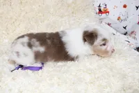 DOTTIE-ASDR BLUE EYES, a female Miniature Australian Shepherd and Toy Australian Shepherd for sale in Bells, TX – 4 of 5