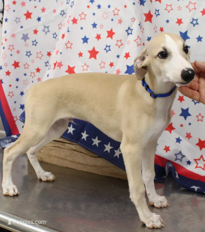 DAKOTA-AKC – Whippet puppy for sale in Bells, TX