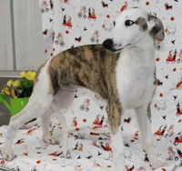 ZORY-Pending, a male Whippet for sale in Bells, TX – 3 of 10