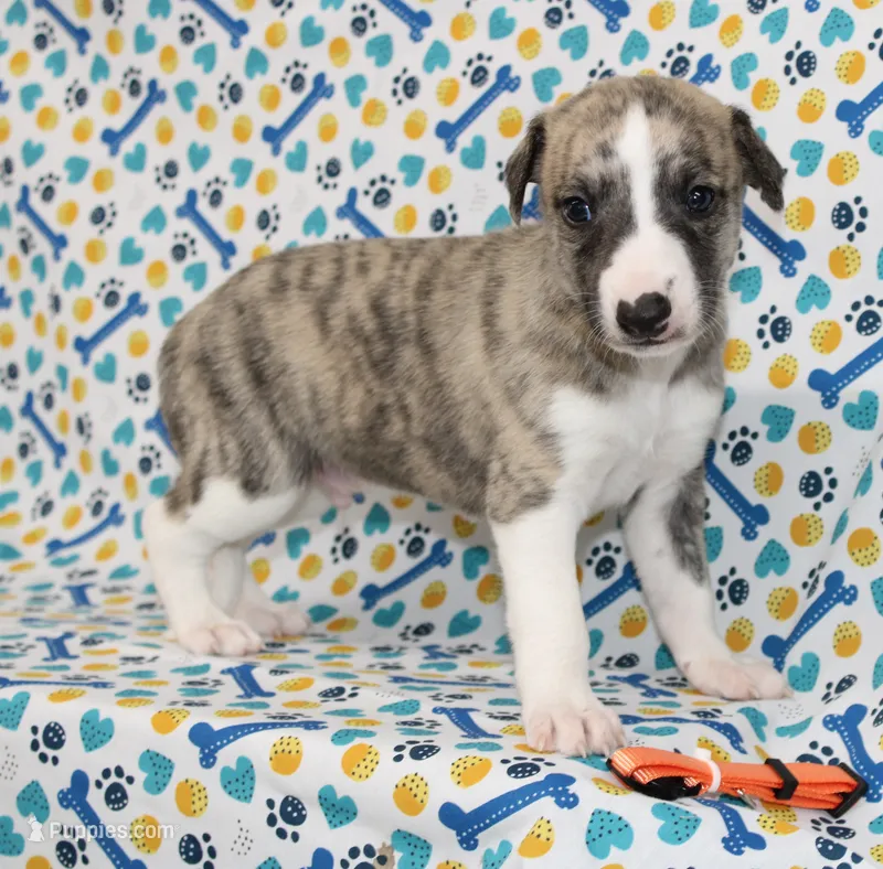 RORY-AKC – Whippet puppy for sale in Bells, TX