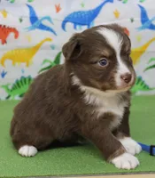 CUPID-TOY AUSSIE ASDR, a male Miniature Australian Shepherd and Toy Australian Shepherd for sale in Bells, TX – Photo 8 of 9