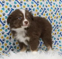 CUPID-TOY AUSSIE ASDR, a male Miniature Australian Shepherd and Toy Australian Shepherd for sale in Bells, TX – Photo 1 of 9