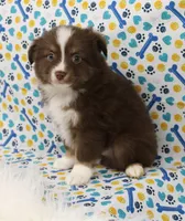 CUPID-TOY AUSSIE ASDR, a male Miniature Australian Shepherd and Toy Australian Shepherd for sale in Bells, TX – Photo 4 of 9