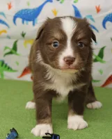 CUPID-TOY AUSSIE ASDR, a male Miniature Australian Shepherd and Toy Australian Shepherd for sale in Bells, TX – Photo 7 of 9