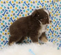 CUPID-TOY AUSSIE ASDR, a male Miniature Australian Shepherd and Toy Australian Shepherd for sale in Bells, TX – Photo 5 of 9