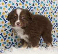 CUPID-TOY AUSSIE ASDR, a male Miniature Australian Shepherd and Toy Australian Shepherd for sale in Bells, TX – Photo 2 of 9