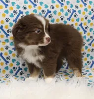 CUPID-TOY AUSSIE ASDR, a male Miniature Australian Shepherd and Toy Australian Shepherd for sale in Bells, TX – Photo 3 of 9