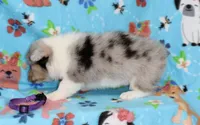 FREEDOM -BLUE EYES, a female Pembroke Welsh Corgi for sale in Bells, TX – 3 of 5