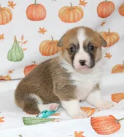 BONNIE, a female Pembroke Welsh Corgi for sale in Bells, TX – 4 of 5