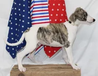 JACE-AKC, a male Whippet for sale in Bells, TX – 9 of 9