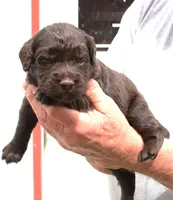 CHOCOLATE DROP-BLUE EYES , a male Miniature Aussiedoodle for sale in Bells, TX – Photo 3 of 5