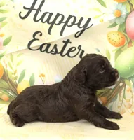 CHOCOLATE DROP-BLUE EYES , a male Miniature Aussiedoodle for sale in Bells, TX – Photo 2 of 5