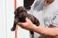 CHOCOLATE DROP-BLUE EYES , a male Miniature Aussiedoodle for sale in Bells, TX – Photo 5 of 5