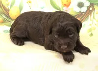 CHOCOLATE DROP-BLUE EYES , a male Miniature Aussiedoodle for sale in Bells, TX – Photo 1 of 5