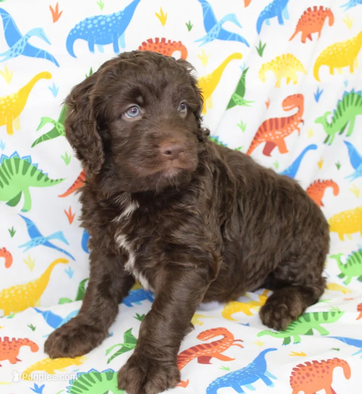 CHOCOLATE DROP-BLUE EYES  – Miniature Aussiedoodle puppy for sale in Bells, TX