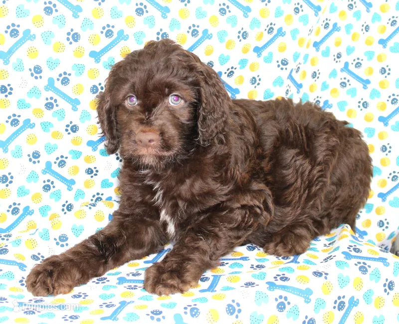 CHOCOLATE DROP-BLUE EYES  – Miniature Aussiedoodle puppy for sale in Bells, TX
