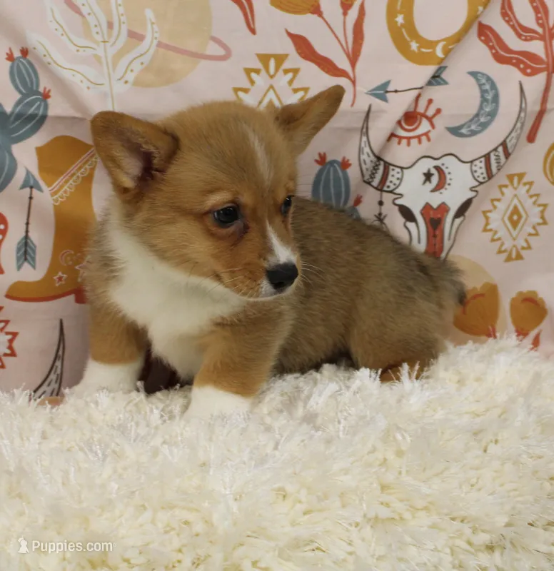 MOCHI – Pembroke Welsh Corgi puppy for sale in Bells, TX