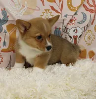 MOCHI, a female Pembroke Welsh Corgi for sale in Bells, TX – 1 of 9