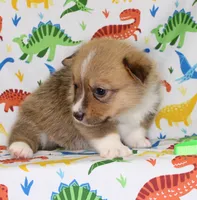 MOCHI, a female Pembroke Welsh Corgi for sale in Bells, TX – Photo 4 of 4