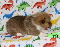 MOCHI, a female Pembroke Welsh Corgi for sale in Bells, TX – Photo 3 of 4