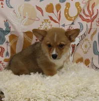 MOCHI, a female Pembroke Welsh Corgi for sale in Bells, TX – 4 of 9