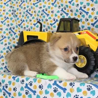 MOCHI, a female Pembroke Welsh Corgi for sale in Bells, TX – 8 of 9