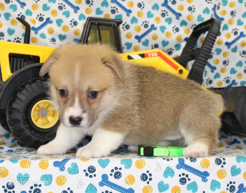 MOCHI – Pembroke Welsh Corgi puppy for sale in Bells, TX
