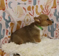 MOCHI, a female Pembroke Welsh Corgi for sale in Bells, TX – 5 of 9
