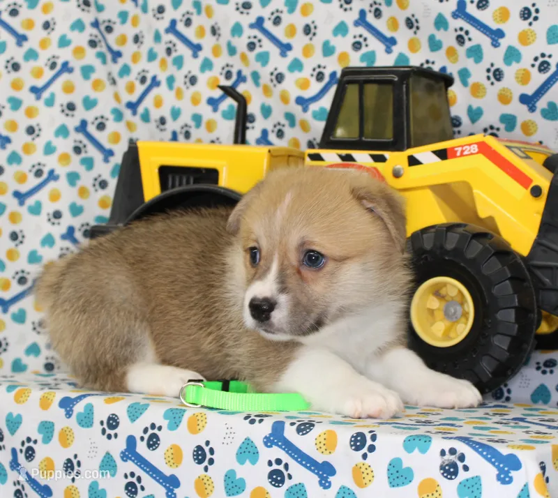 MOCHI – Pembroke Welsh Corgi puppy for sale in Bells, TX